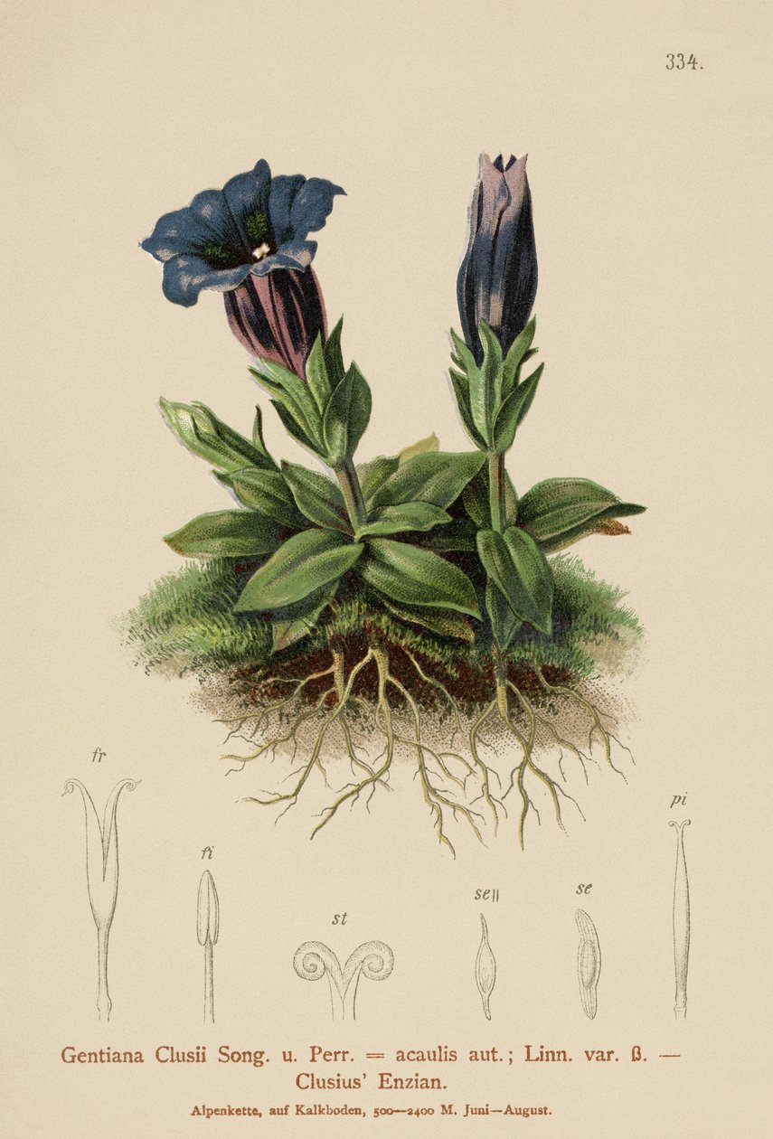 Gentiana Clusius (Gentiana Clusii, Gentiana acaulis) autorstwa German School