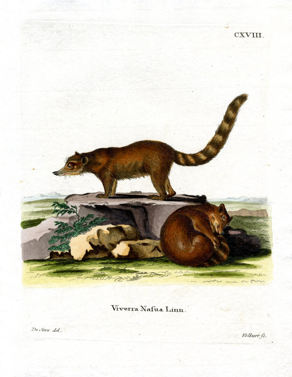 Coati (kolorowy grawer) autorstwa German School
