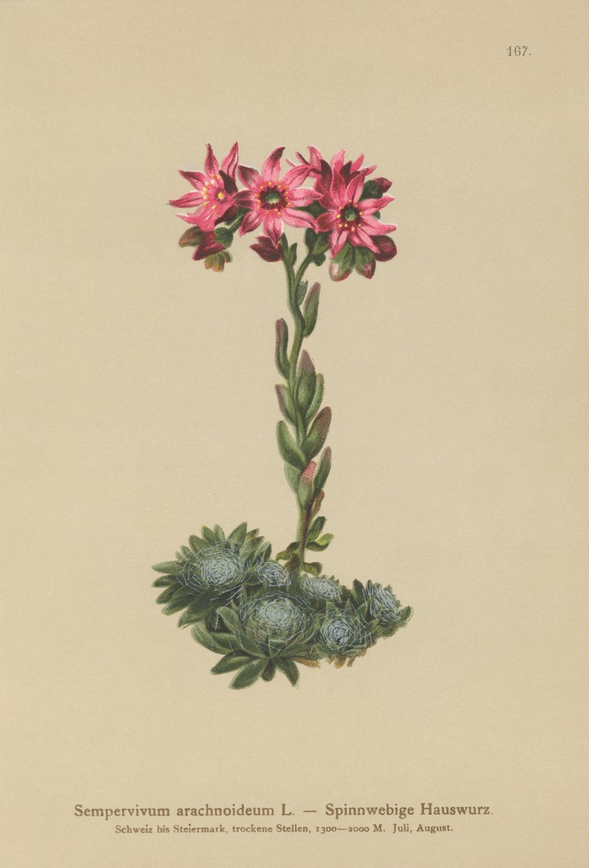 Cobweb Houseleek (Sempervivum arachnoideum, Sedum arachnoideum, Sempervivum sanguineum) autorstwa German School