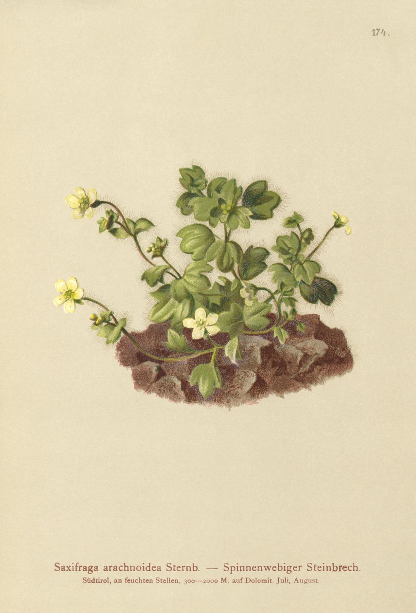 Skalnica pajęczynowa (Saxifraga arachnoidea) autorstwa German School