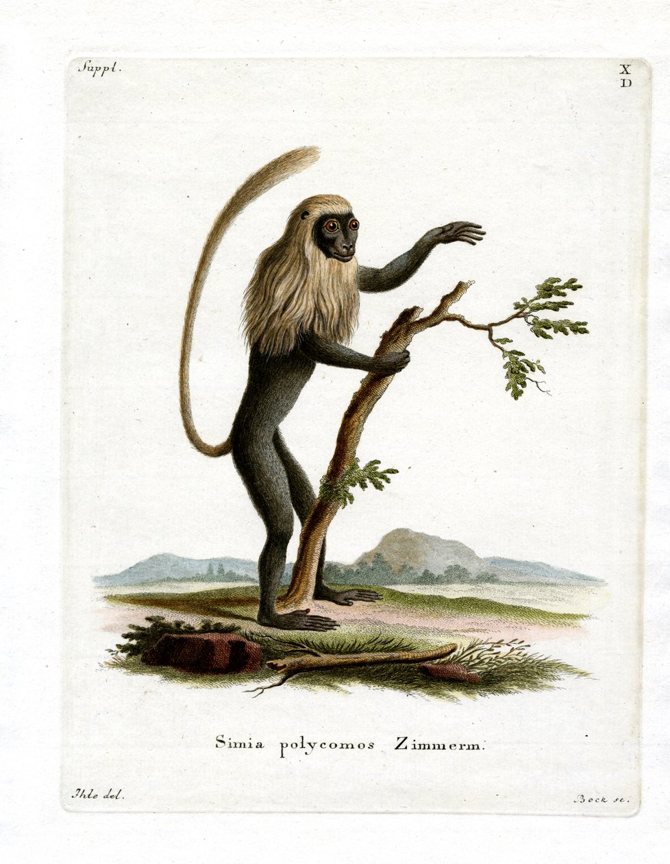 Colobus Monkey (kolorowy grawerunek) autorstwa German School