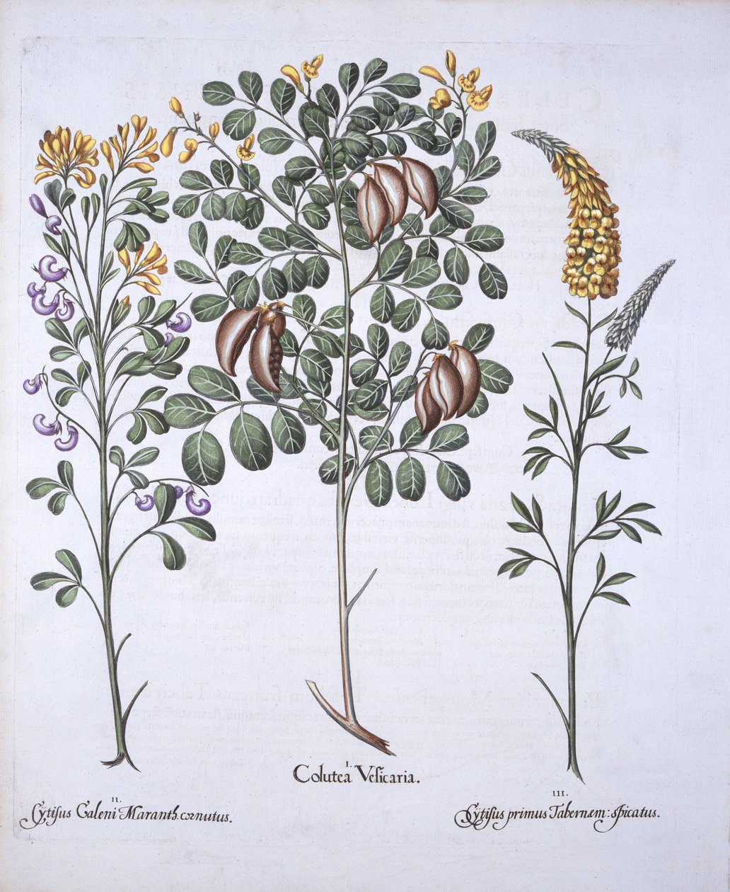 Odmiany Colutea Tree i Cytisus, z Hortus Eystettensis, Basil Besler (1561-1629), wyd. 1613 (grawerowanie ręcznie kolorowane) autorstwa German School