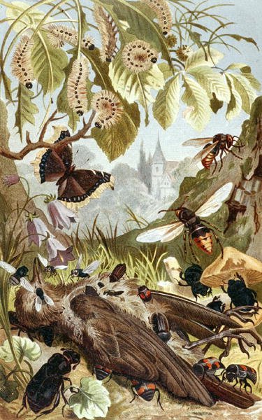 Połączona siła owadów, płyta z "Brehms Tierleben: Allgemeine Kunde des Tierreichs", t. 9, s. 65, wyd. Bibliographisches Institut autorstwa German School