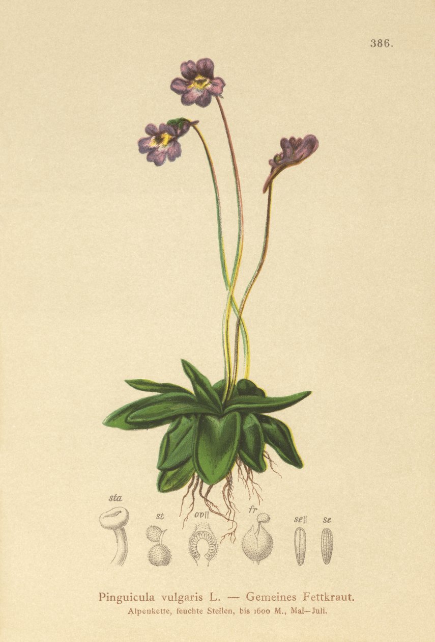 Butterwort zwyczajny (Pinguicula vulgaris) autorstwa German School