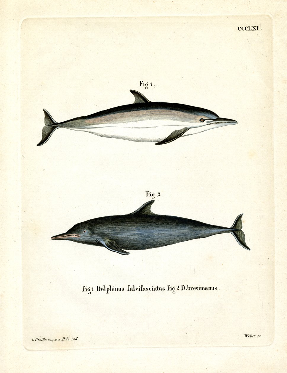 Delfin pospolity (kolorowy grawerunek) autorstwa German School