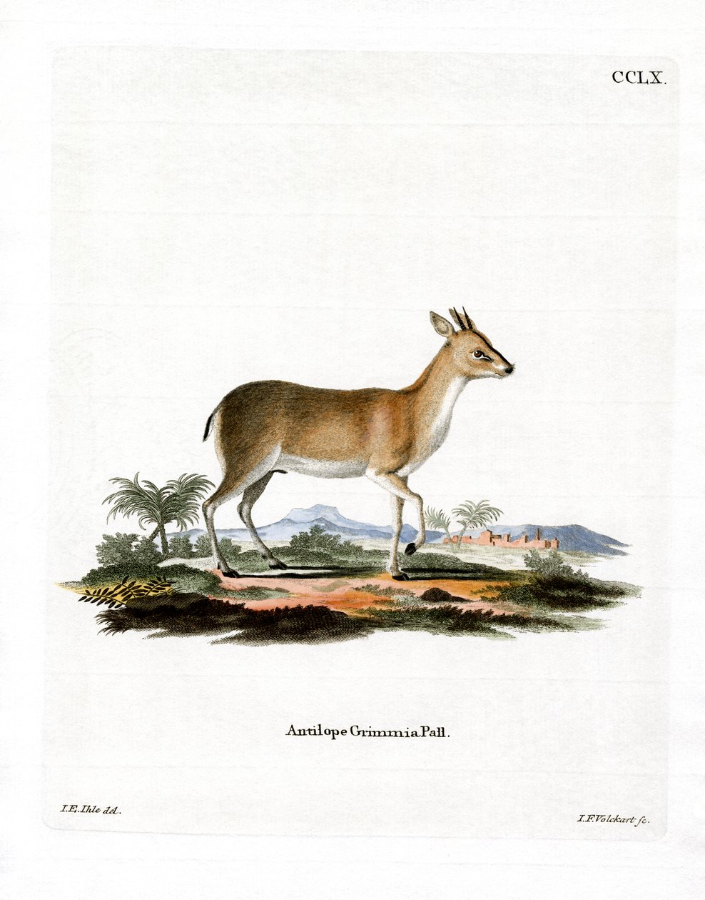 Common Duiker (kolorowy grawerunek) autorstwa German School