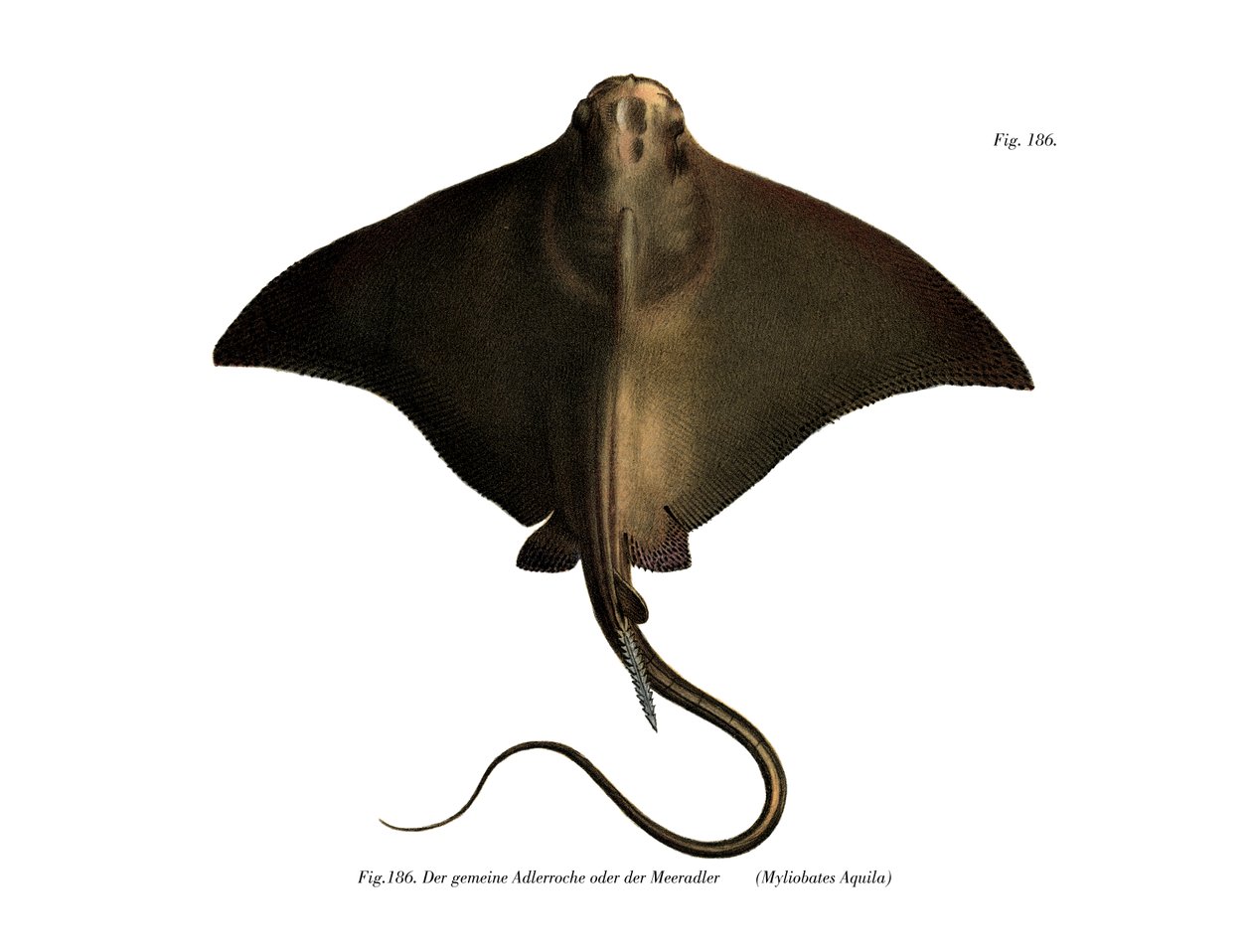 Common Eagle Ray (kolor lito) autorstwa German School