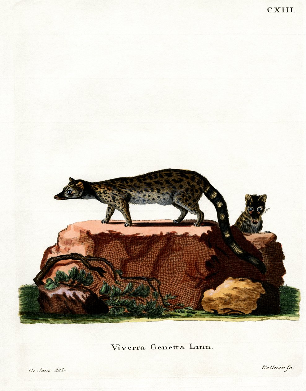 Common Genet (kolorowy grawerunek) autorstwa German School