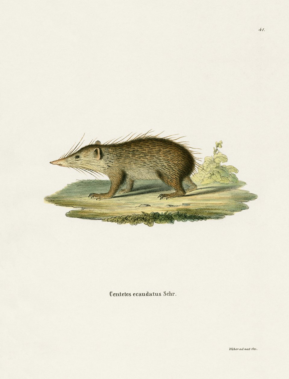 Common Tenrec (kolorowy grawerunek) autorstwa German School