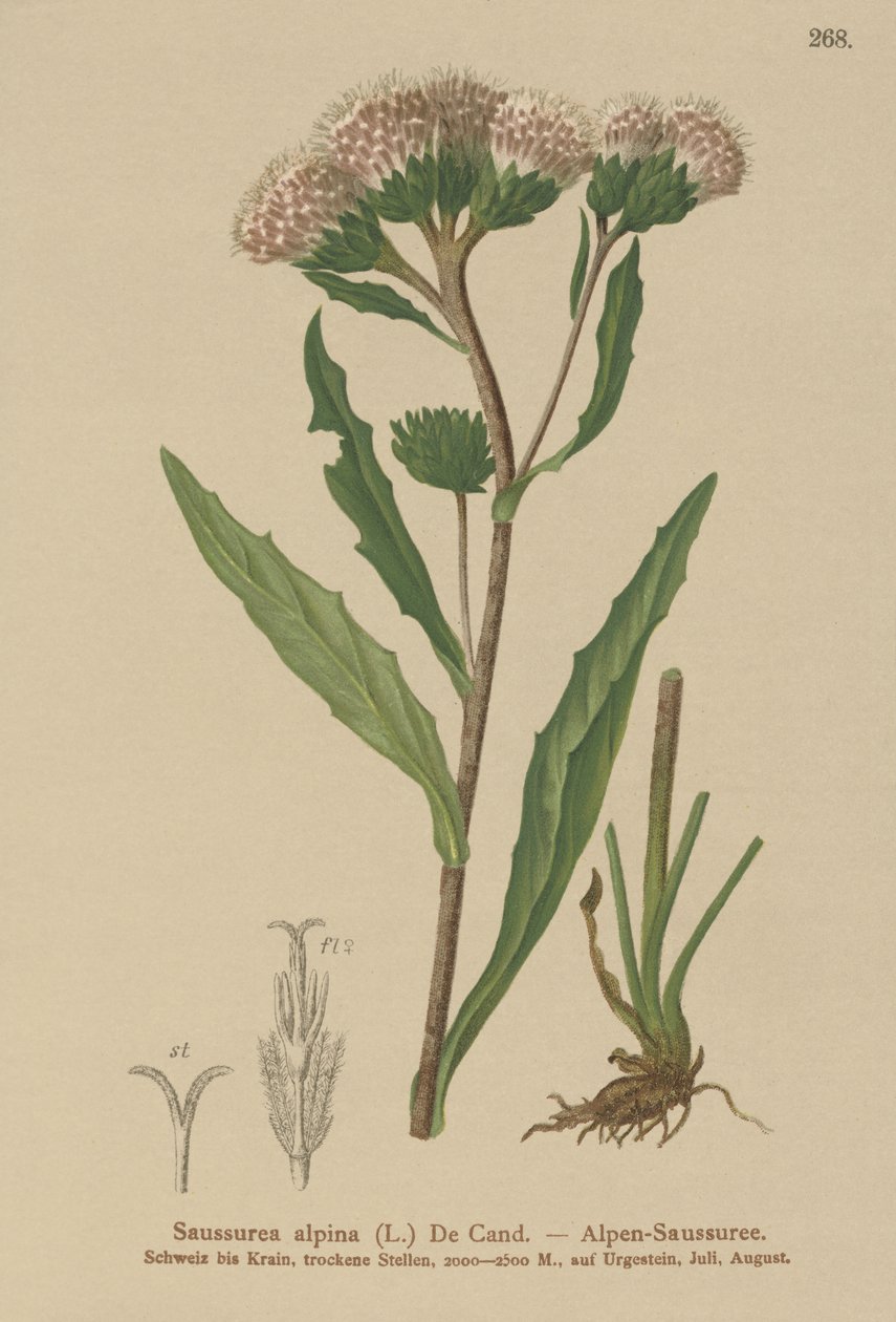 Tartacznik zwyczajny (Saussurea alpina) autorstwa German School