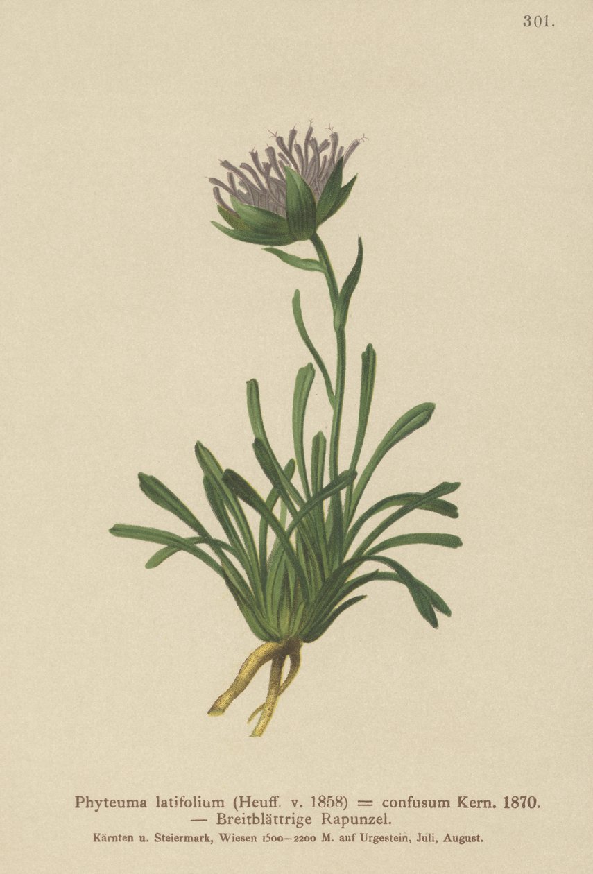 Rampion mylący (Phyteuma confusum, Phyteuma latifolium, Phyteuma hemisphaericum ssp. confusum, Phyteuma nanum) autorstwa German School