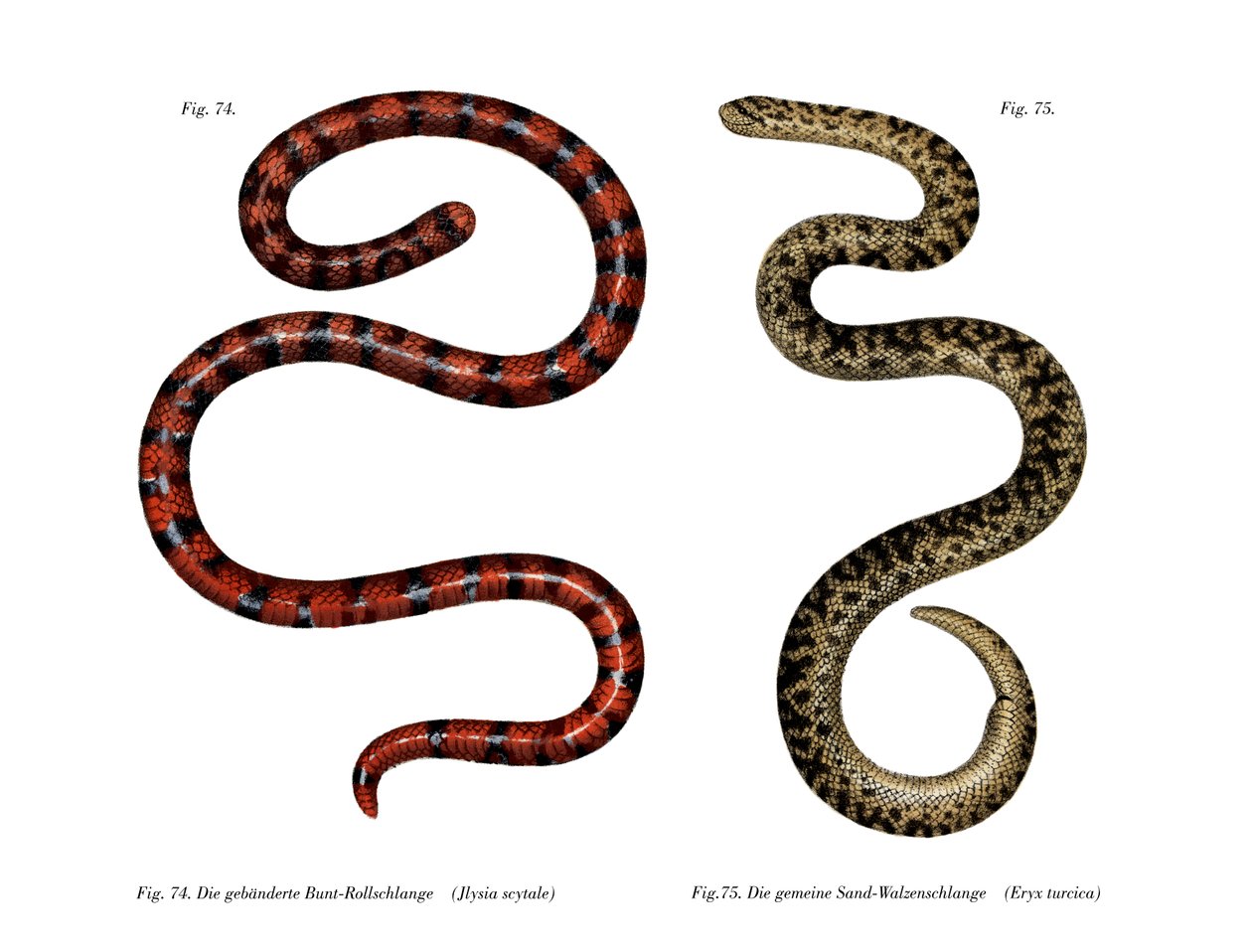 Coral Cylinder Snake (kolor lito) autorstwa German School