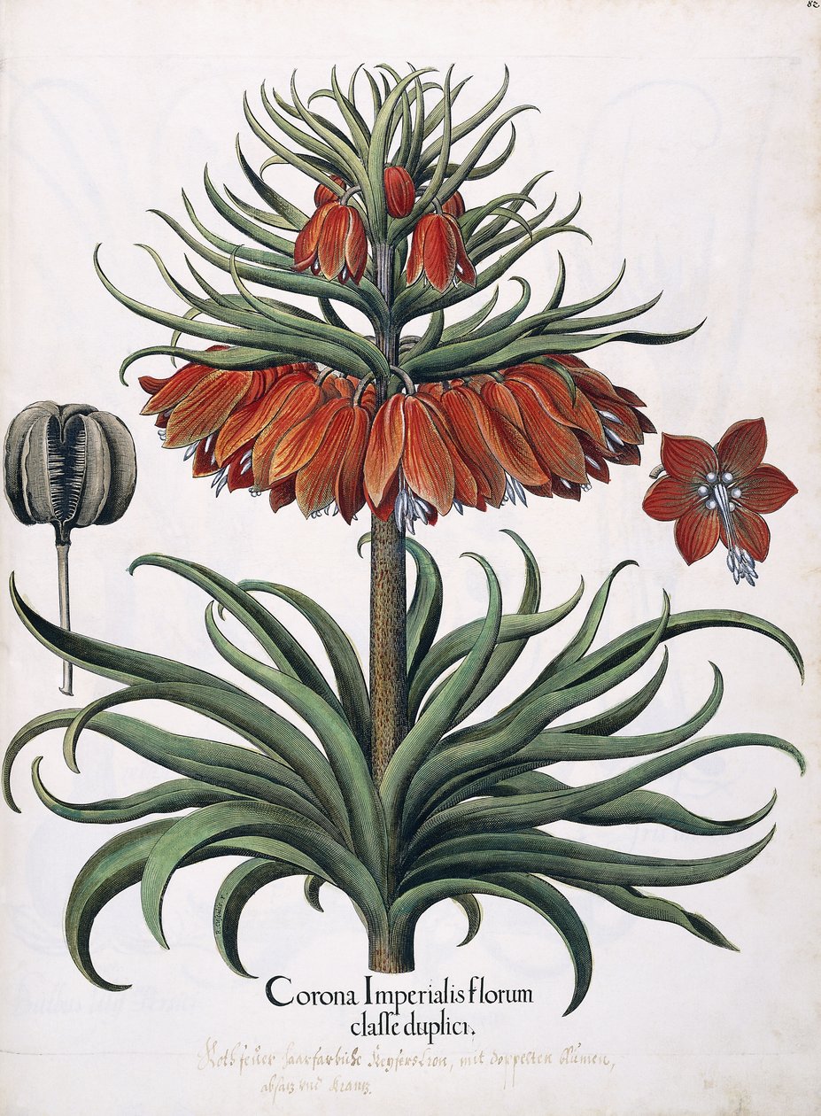 Korona Cesarskich Kwiatów, 1613 autorstwa German School