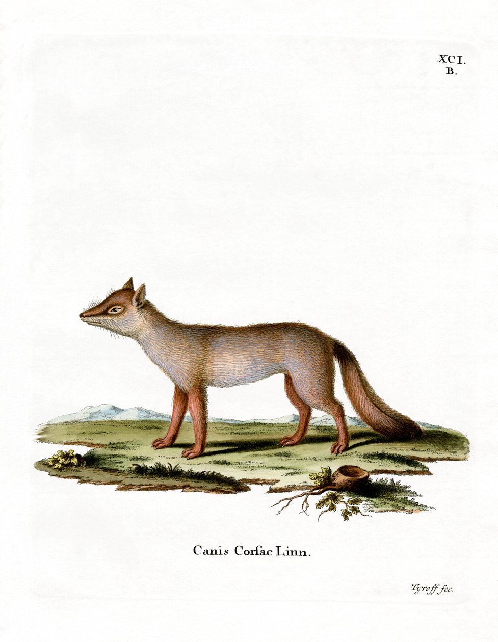 Corsac Fox (kolorowy grawerunek) autorstwa German School