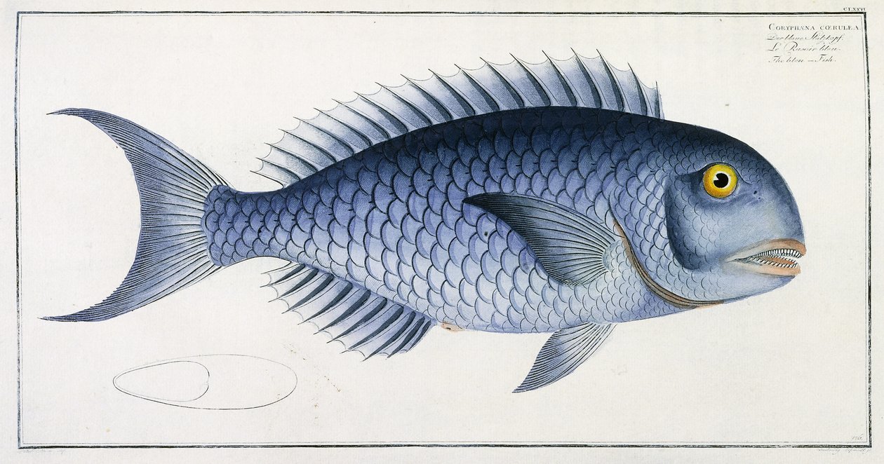 Coryphaena Coerulea autorstwa German School