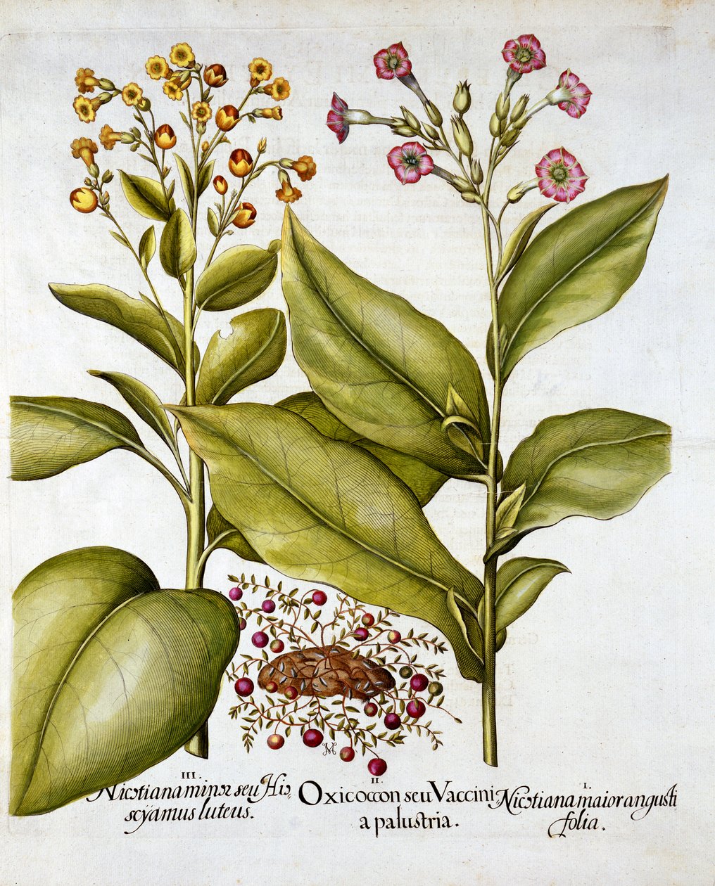 Żurawina i Tytoń Kwitnący, z Hortus Eystettensis, Basil Besler (1561-1629), wyd. 1613 (grawerowanie ręcznie kolorowane) autorstwa German School