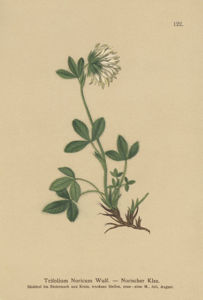 Koniczyna Kremowa (Trifolium Noricum) autorstwa German School