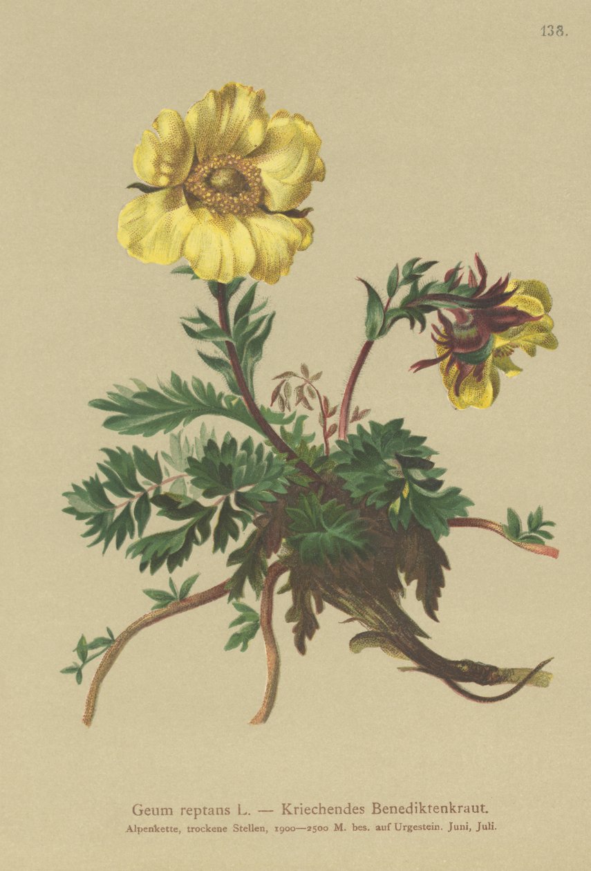 Pełzający Avens (Geum reptans) autorstwa German School
