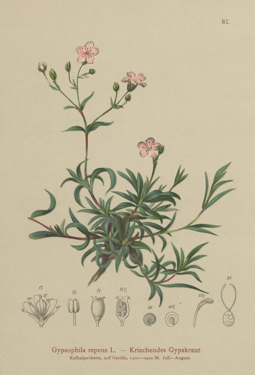 Oddech pełzającego dziecka (Gypsophila repens) autorstwa German School
