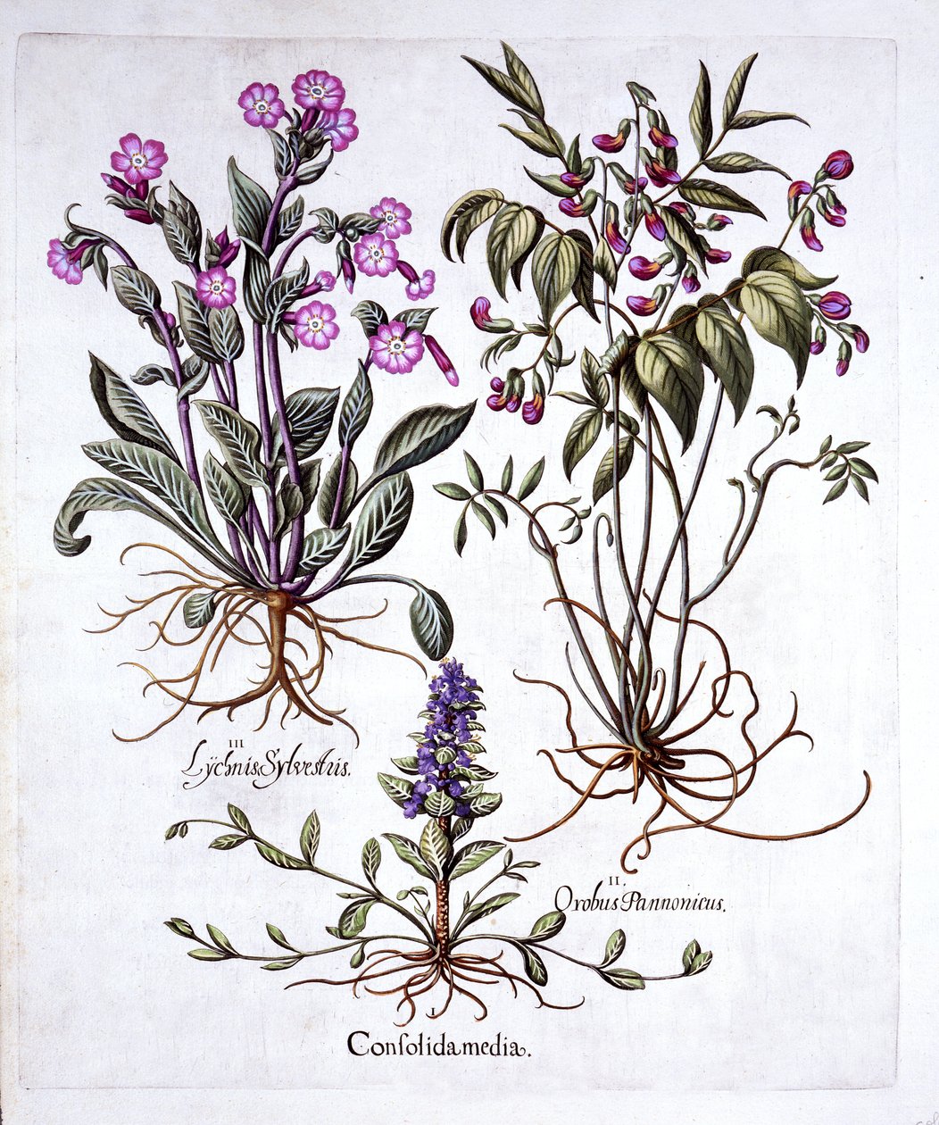 Creeping Bugle, Spring Vetch and Red Campion, z Hortus Eystettensis, autorstwa Basila Beslera (1561-1629), wyd. 1613 (grawerowanie ręcznie kolorowane) autorstwa German School