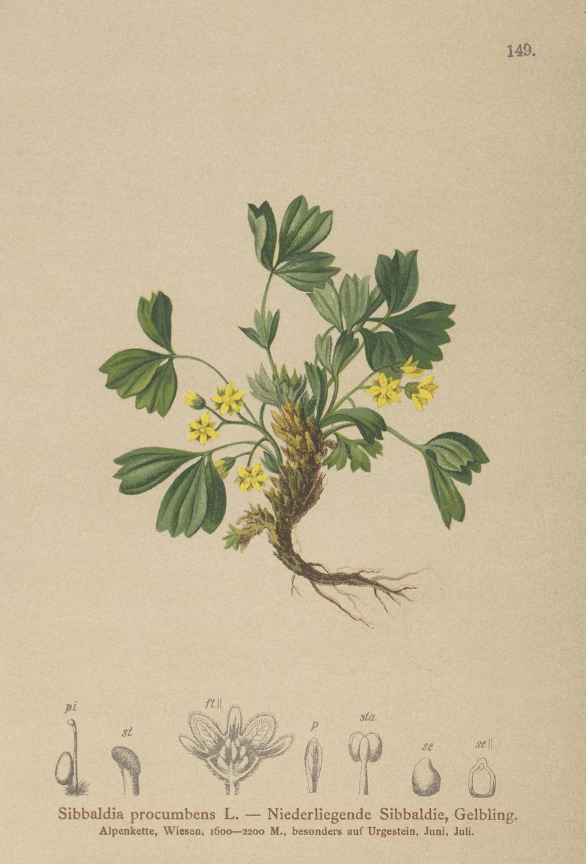 Pełzająca Sibbaldia (Sibbaldia procumbens) autorstwa German School