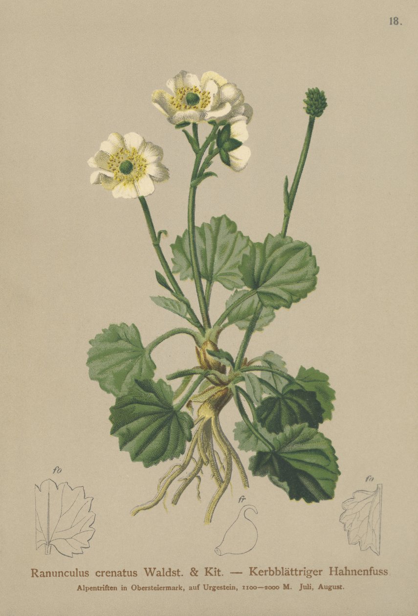 Bażyna czarna (Ranunculus crenatus) autorstwa German School