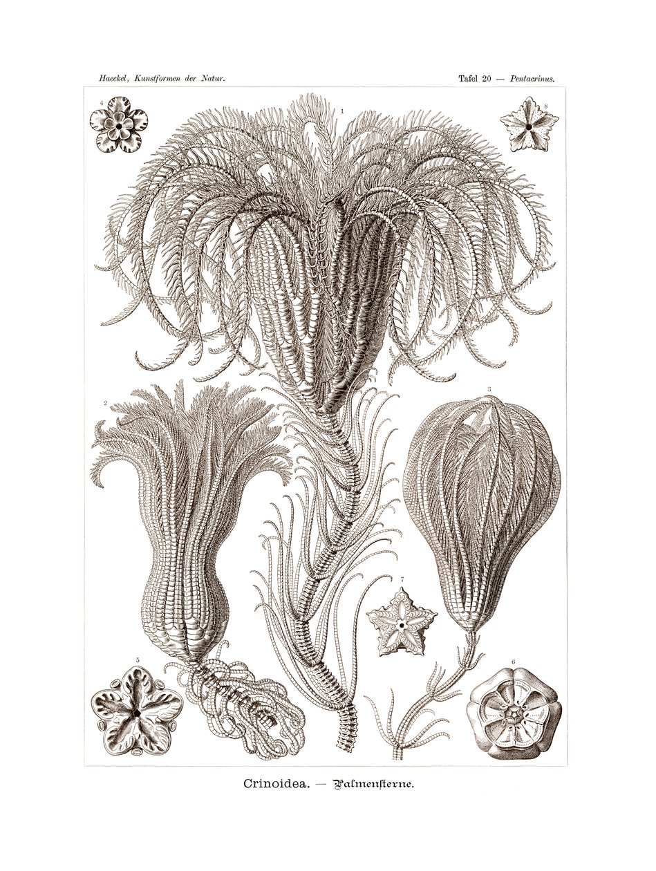 Crinoidea, 1899-1904 autorstwa German School