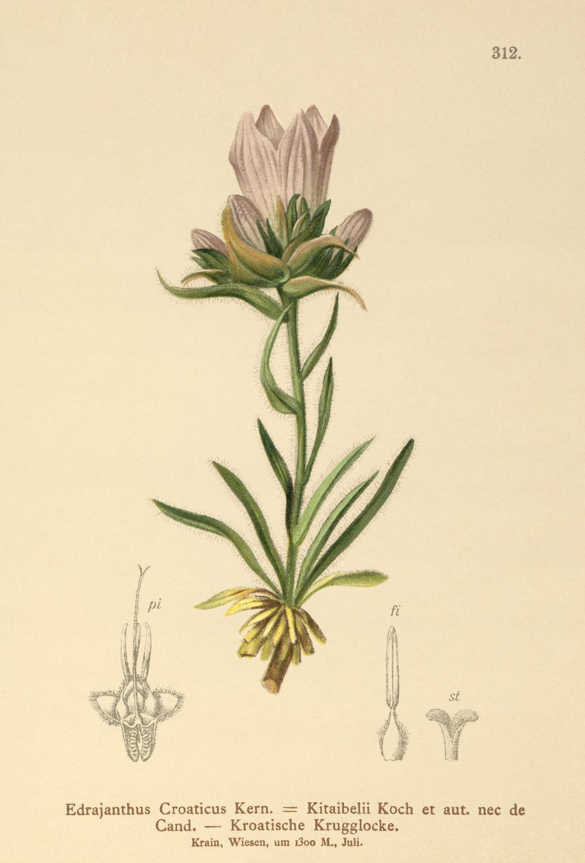 Chorwacki dzwon trawiasty (Edrajanthus Croaticus, Edraianthus croaticus, Edraianthus Kitaibellii, Edraianthus graminifolius, Edraianthus albanicus, Wahlenbergia graminifolia) autorstwa German School