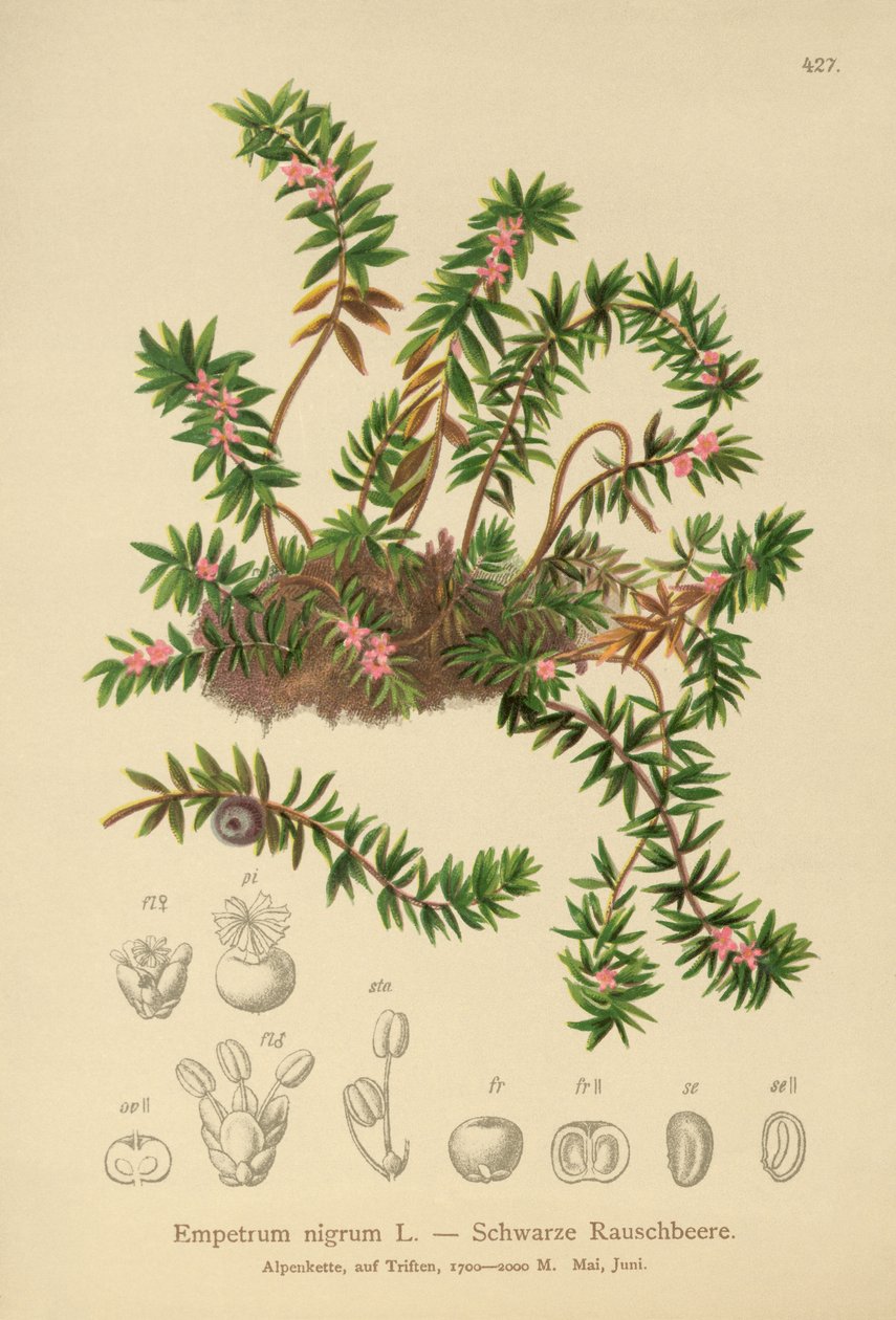 Borówka czarna (Sempetrum nigra) autorstwa German School