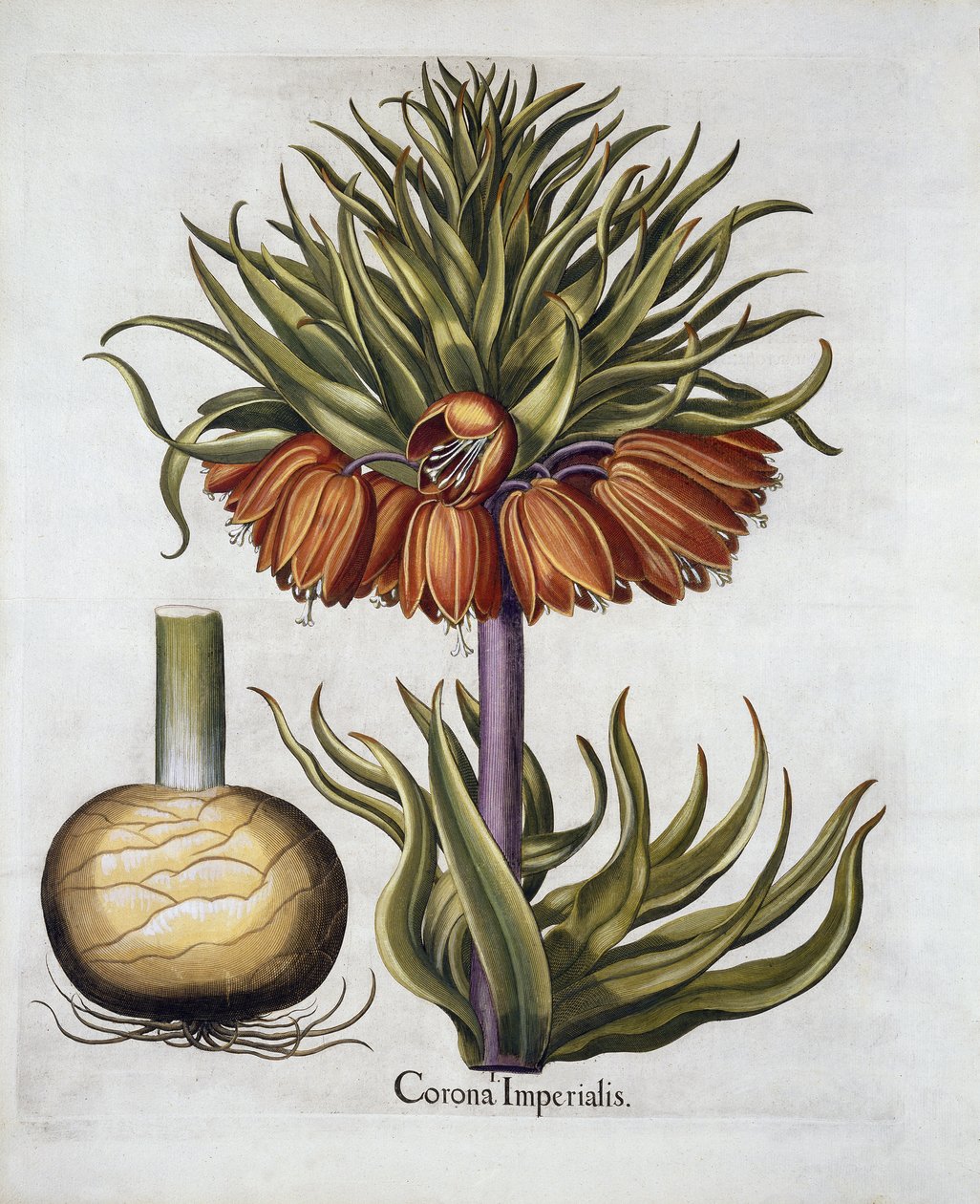 Crown Imperial zwana Fritillaria, od Hortus Eystettensis, wyd. Basil Besler (1561-1629) wyd. 1613 autorstwa German School