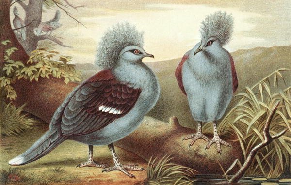 Gołąb w koronie, płyta z "Brehms Tierleben: Allgemeine Kunde des Tierreichs", t.5, s.434, opublikowane przez Bibliographisches Institut. autorstwa German School