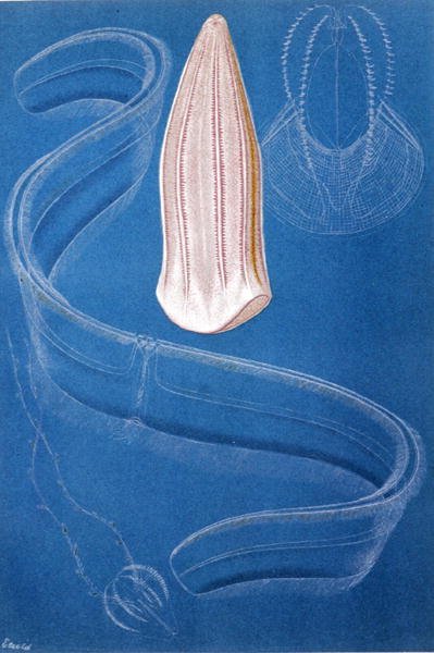 Ctenofory, płyta z "Brehms Tierleben: Allgemeine Kunde des Tierreichs", vol.10, s.546, wyd. Bibliographisches Institut autorstwa German School