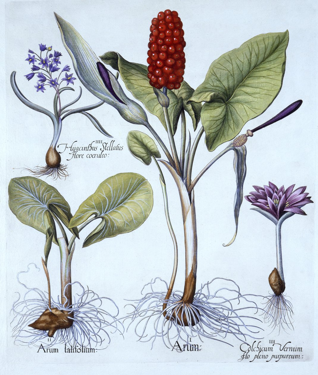 Kukułka, wiosenny szafran łąkowy, hiacynt gwiaździsty, z Hortus Eystettensis, Basil Besler (1561-1629), wyd. 1613 (grawerowanie ręcznie kolorowane) autorstwa German School