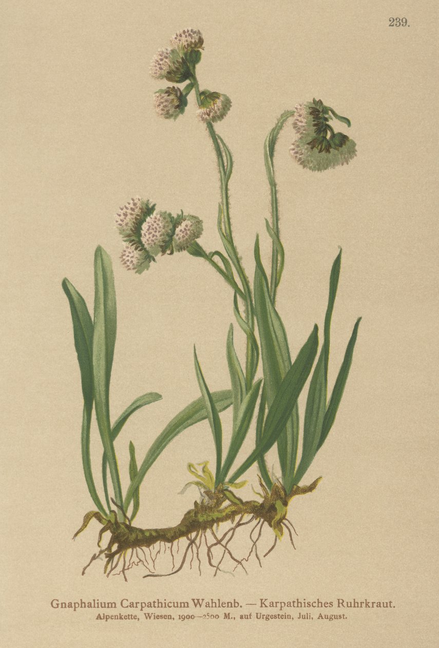 Cudweed (Gnaphalium Carpathicum) autorstwa German School
