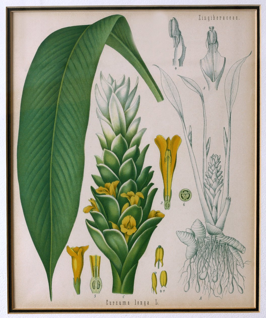 Curcuma longa (kurkuma) z roślin leczniczych firmy Kohlers autorstwa Franza Eugena Kohlera autorstwa German School