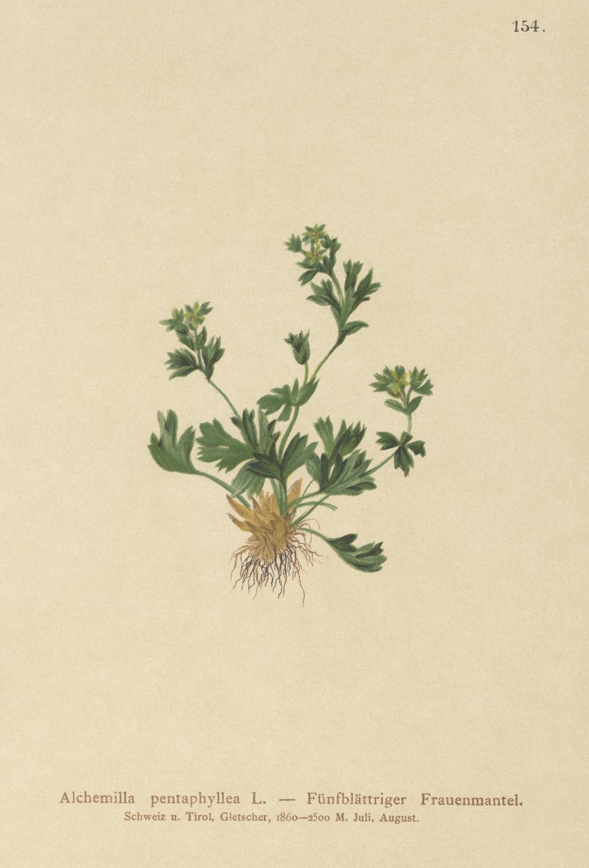 Cut Leaved Ladys Mantle (Alchemilla pentaphyllea) autorstwa German School