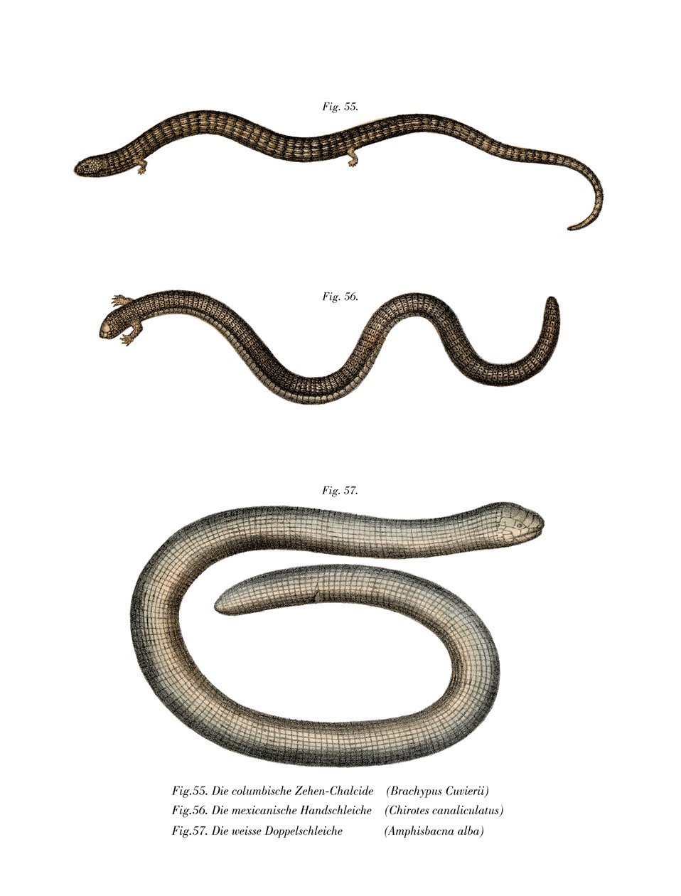 Bachia Chubiera (Kalor Litho) autorstwa German School
