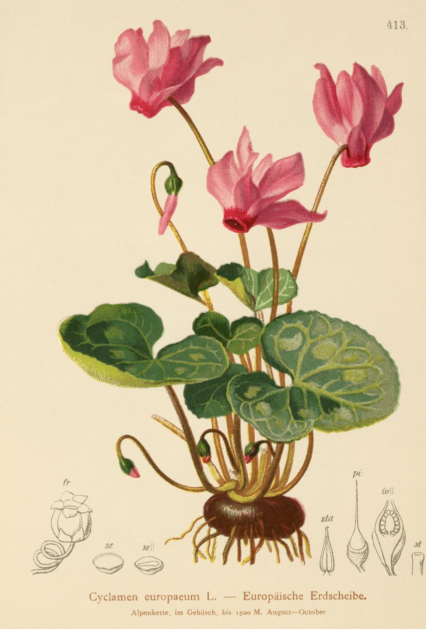 Cyklamen (Cyclamen europaeum) autorstwa German School