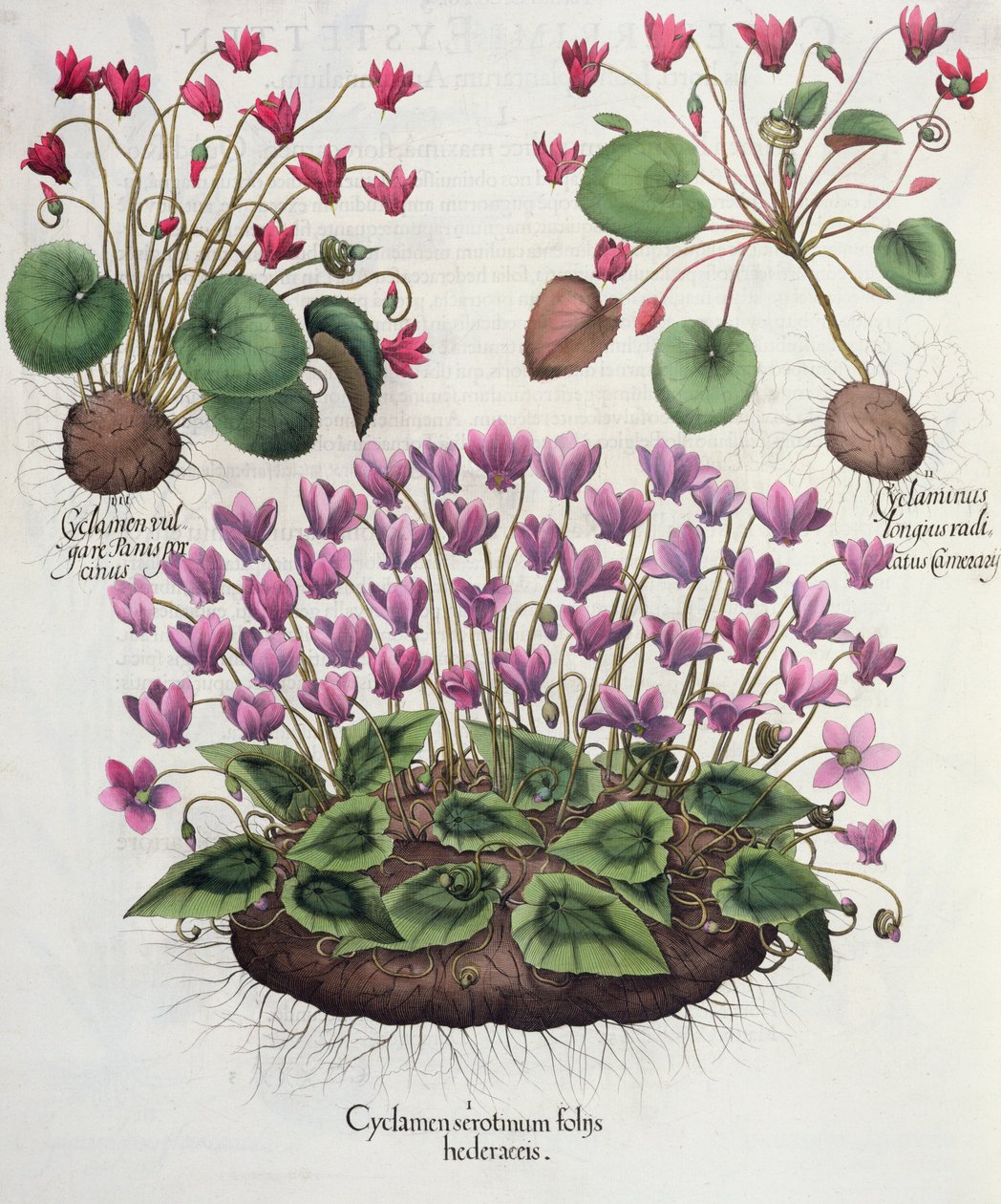 Cyklamen: 1. Cyklamen serotinus z liśćmi bluszczu; 2. Cyclaminus ma dłuższe korzenie niż Chamberlain; 3.Cyclamen vulgare Panis porcinus, z Hortus Eystettensis Basila Beslera (1561-1629), wyd. 1613 (pol autorstwa German School