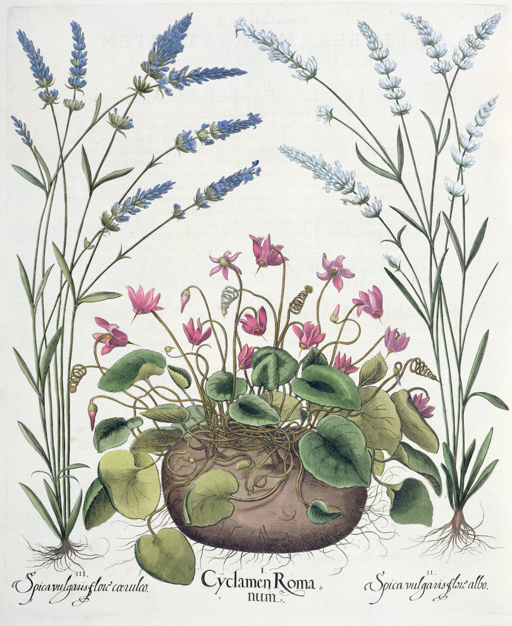 Cyklamen i lawenda: 1.Cyclamen Romanum; 2. Spica vulgaris biały kwiat; 3. Spica vulgaris z niebieskim kwiatem, z Hortus Eystettensis Basila Beslera (1561-1629), wyd. 1613 autorstwa German School
