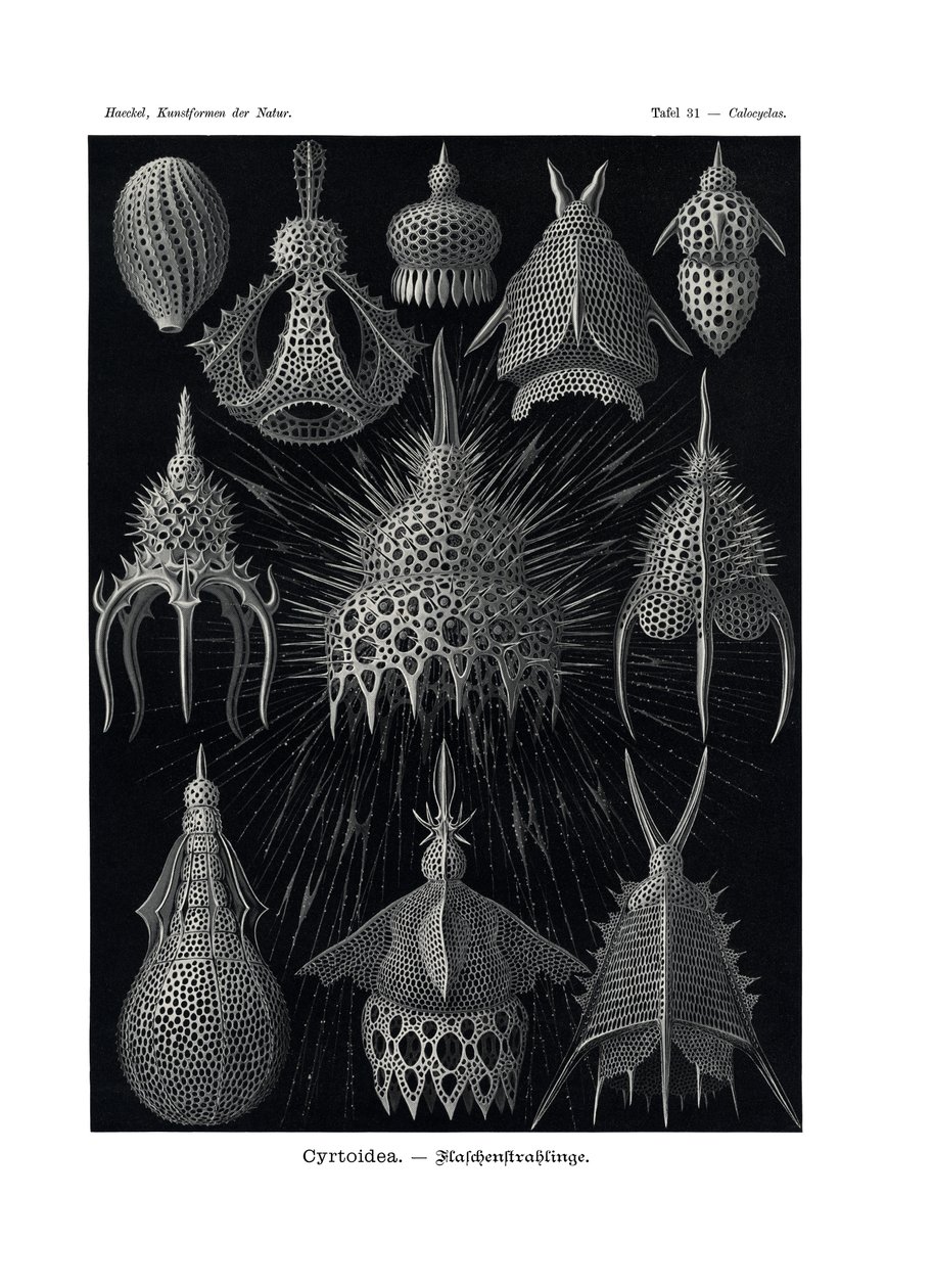 Cyrtoidea, 1899-1904 autorstwa German School