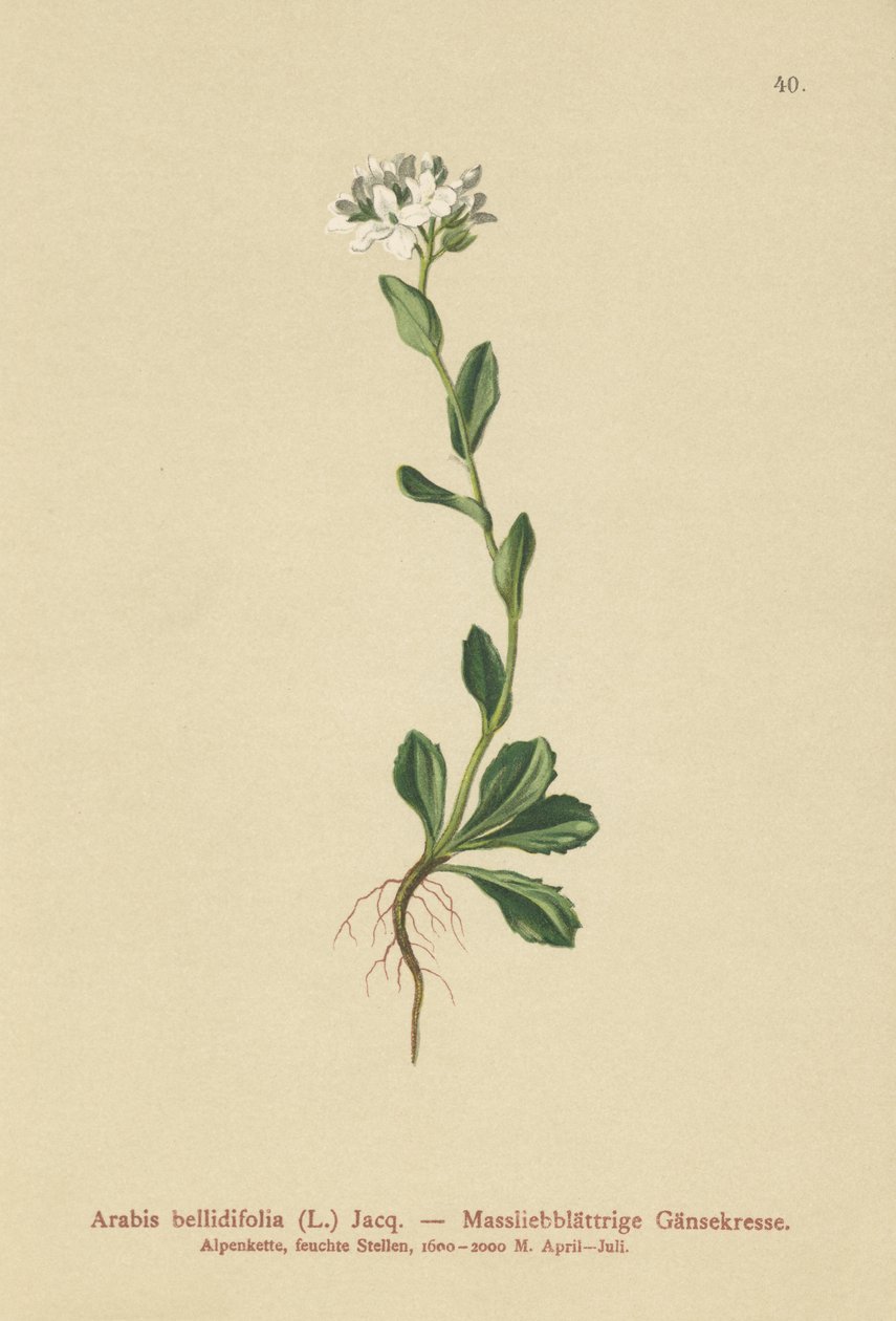 Rzeżucha zwyczajna (Arabis bellidifolia) autorstwa German School