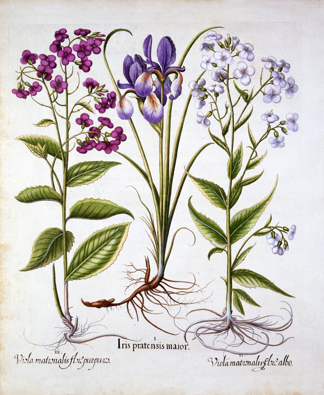 Dames Violet and a Field Iris, z Hortus Eystettensis, Basil Besler (1561-1629), wyd. 1613 (grawerowanie ręcznie kolorowane) autorstwa German School