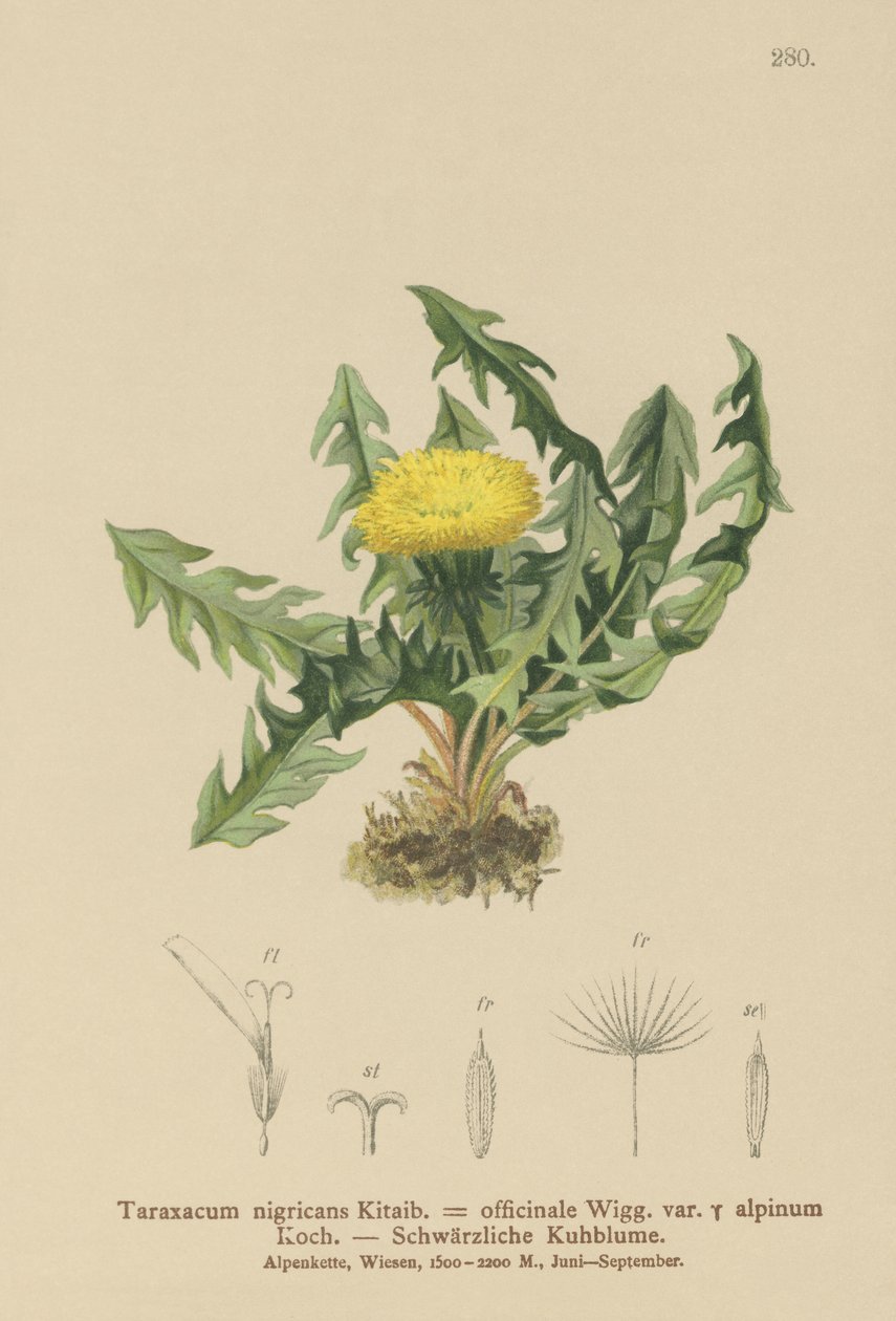 Mniszek lekarski (Taraxacum nigricans, Taraxacum officinale var. Alpinum) autorstwa German School