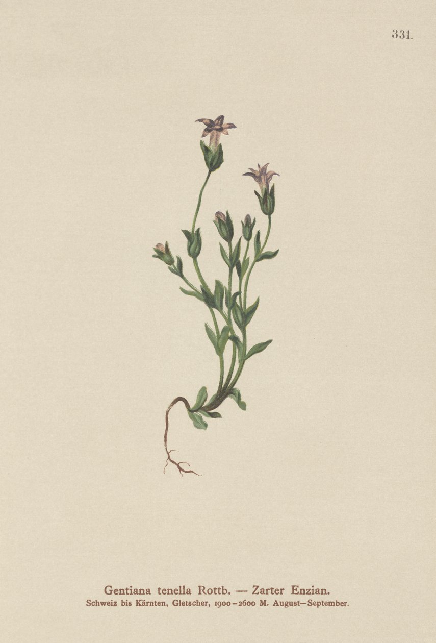 Duńska goryczka karłowata (Gentiana tenella, Gentianella tenella, Comastoma tenellum) autorstwa German School