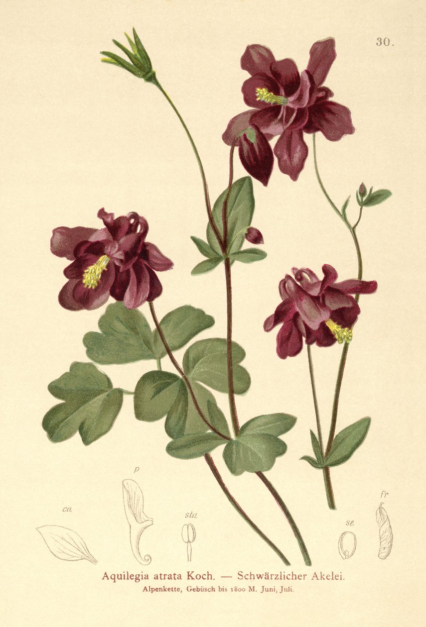 Ciemny orlik (Aquilegia atrata) autorstwa German School