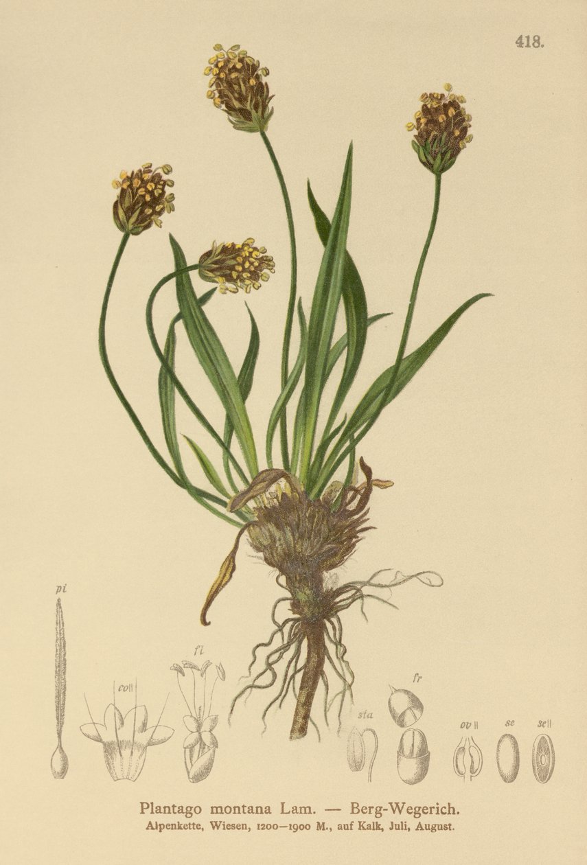 Babka Ciemna (Plantago atrata, Plantago montana) autorstwa German School