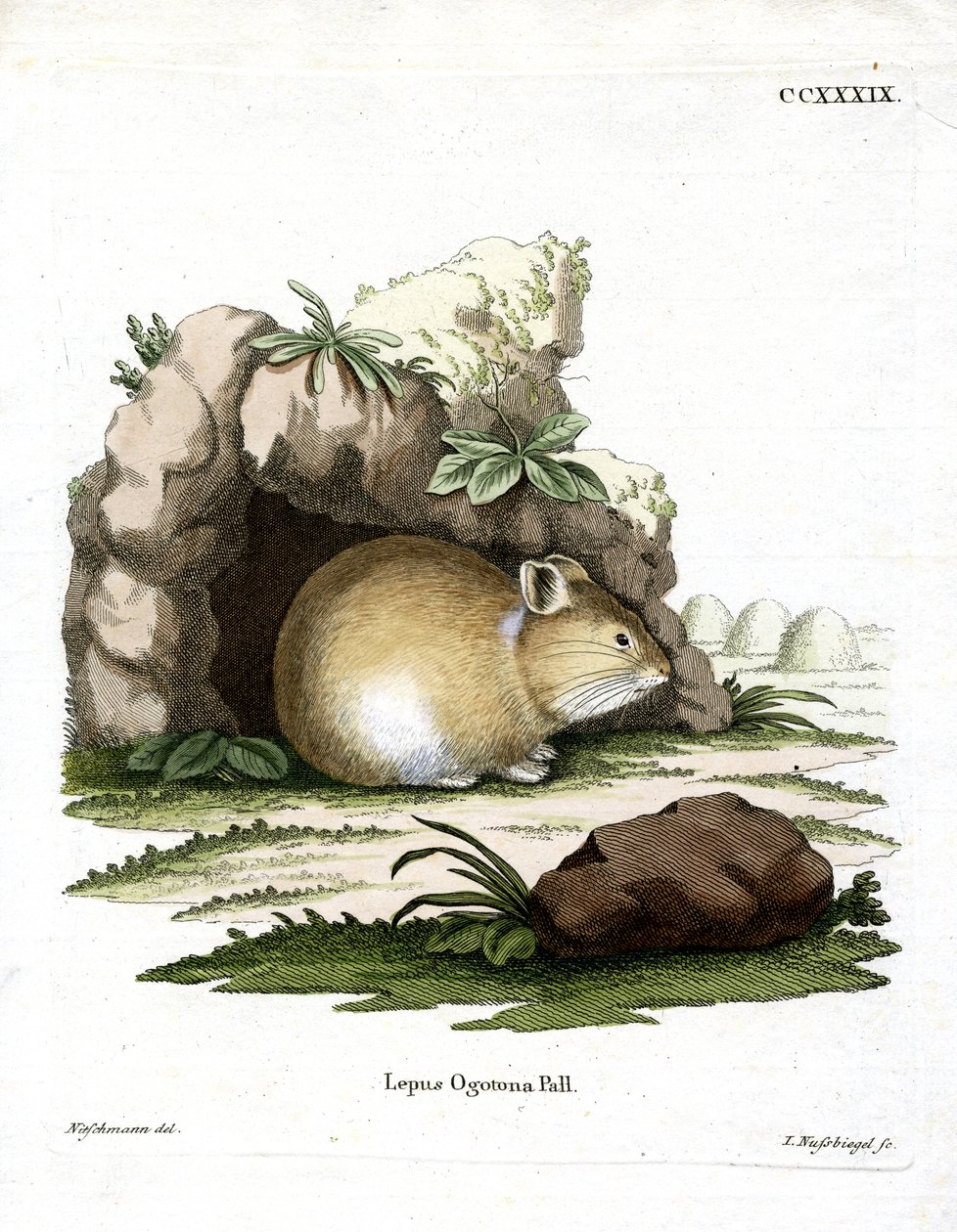 Daurian Pika (kolorowy grawerunek) autorstwa German School