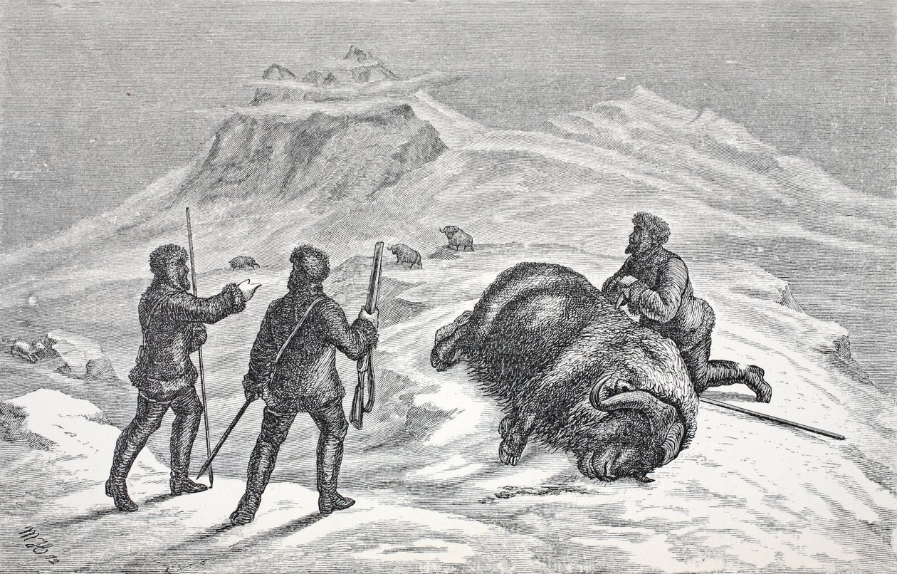 Śmierć wołu piżmowego, wyd. Londyn 1874 autorstwa German School