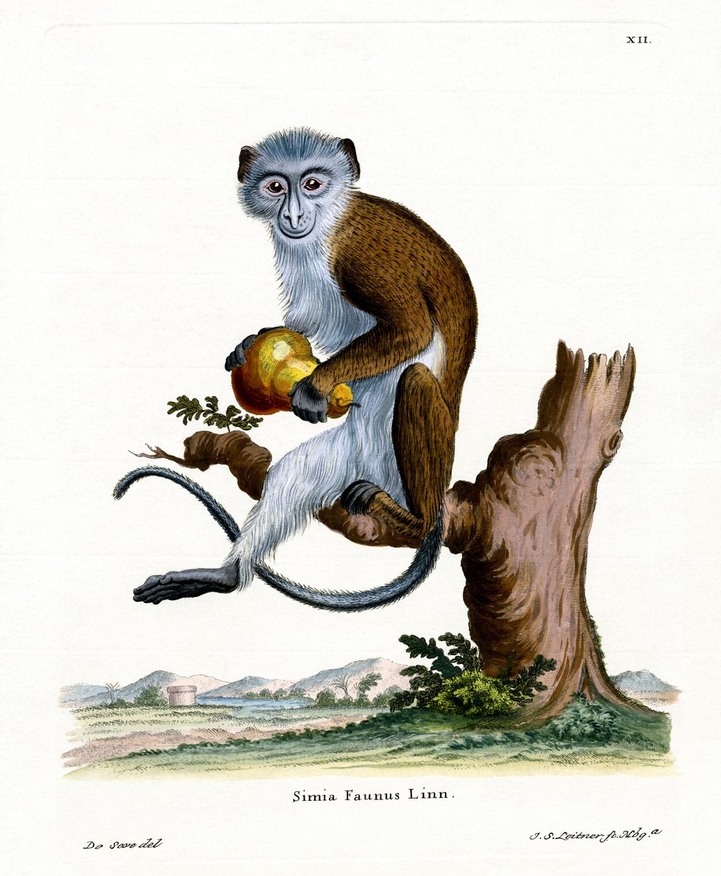 Diana Monkey (kolorowy grawerunek) autorstwa German School